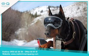 Kính Thể Thao Sành điệu Dành Riêng Cho Cún Cưng (3)