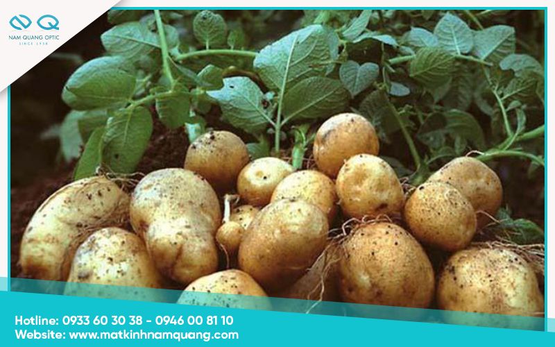 Cách trị đau mắt khi hàn bằng khoai tây