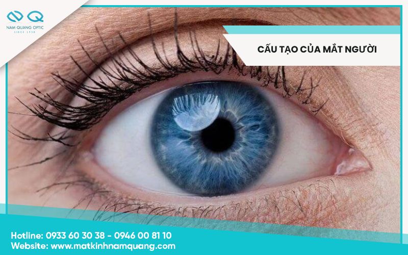 Cấu tạo của mắt người: cách hoạt động, chức năng