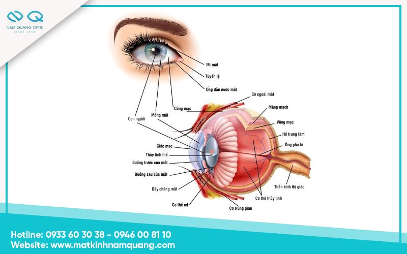 Mắt cấu tạo