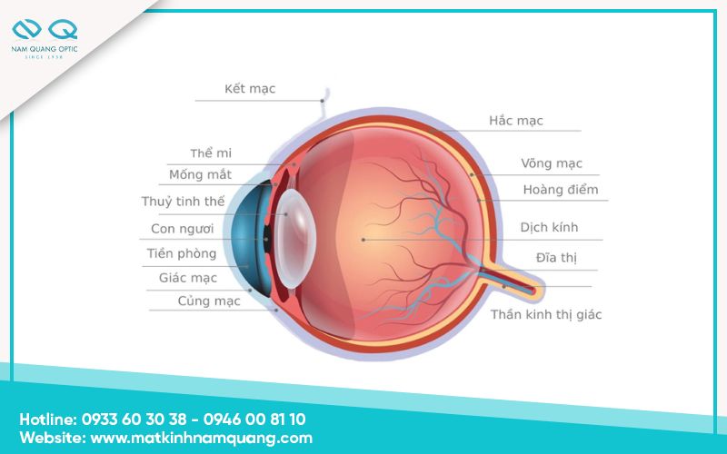 Phần cấu tạo của mắt người bên trong