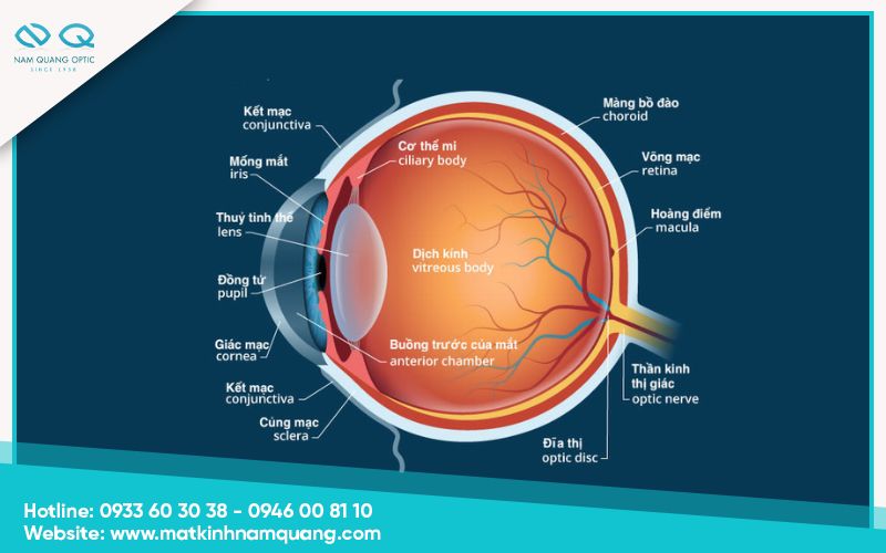 Phần cấu tạo của mắt người bên ngoài