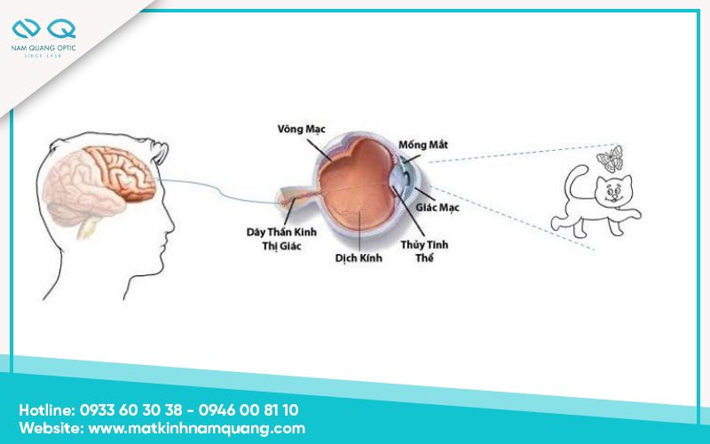 Mắt hoạt động